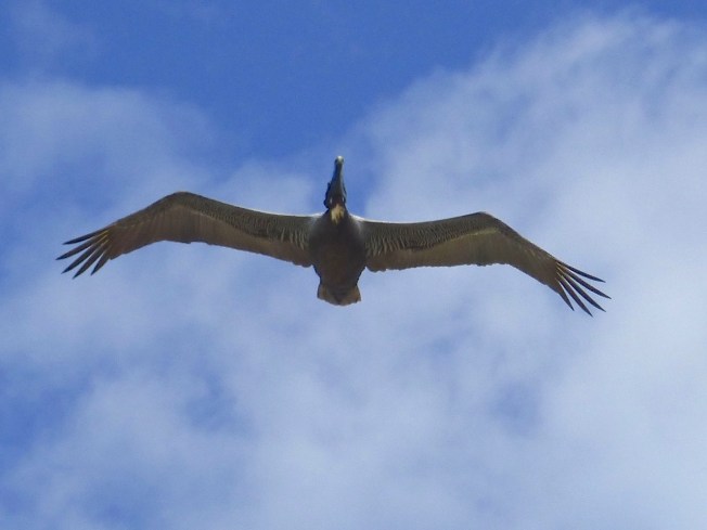 Brown Pelicans, Sandy Point, Abaco 15