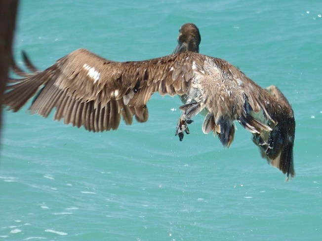 Brown Pelicans, Sandy Point, Abaco 16