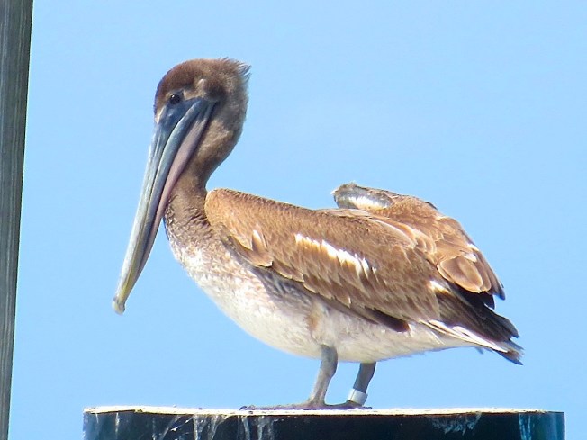 Brown Pelicans, Sandy Point, Abaco 17
