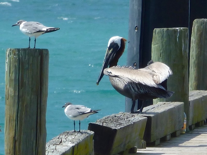 Brown Pelicans, Sandy Point, Abaco 4
