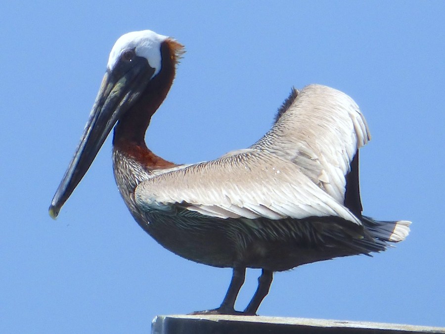 Brown Pelicans, Sandy Point, Abaco 6