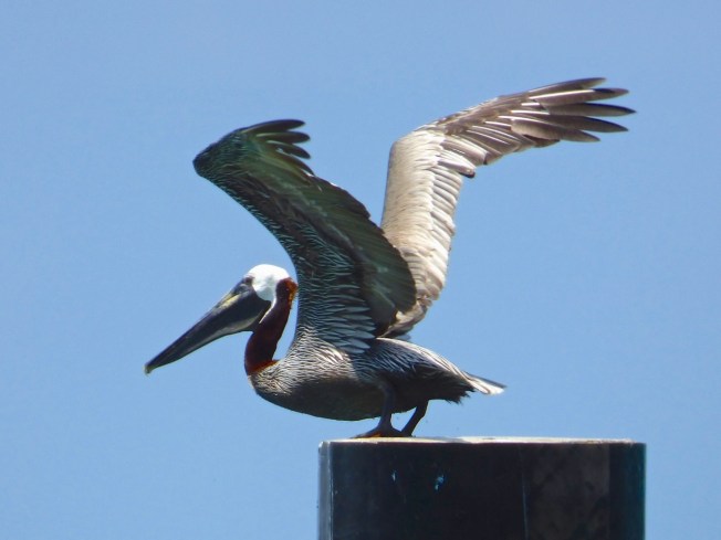 Brown Pelicans, Sandy Point, Abaco 7