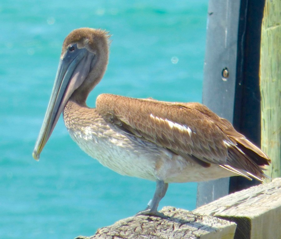 Brown Pelicans, Sandy Point, Abaco 8