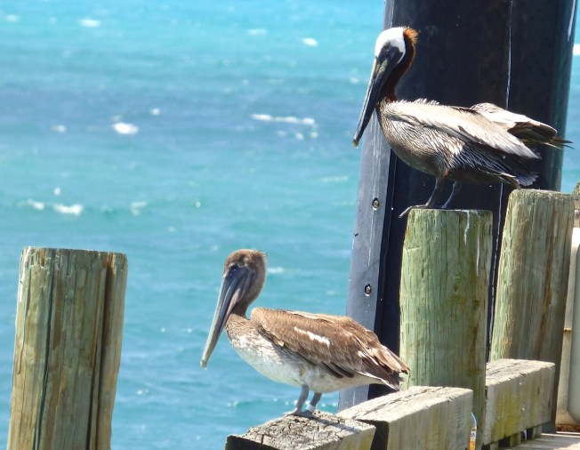 Brown Pelicans, Sandy Point, Abaco 9