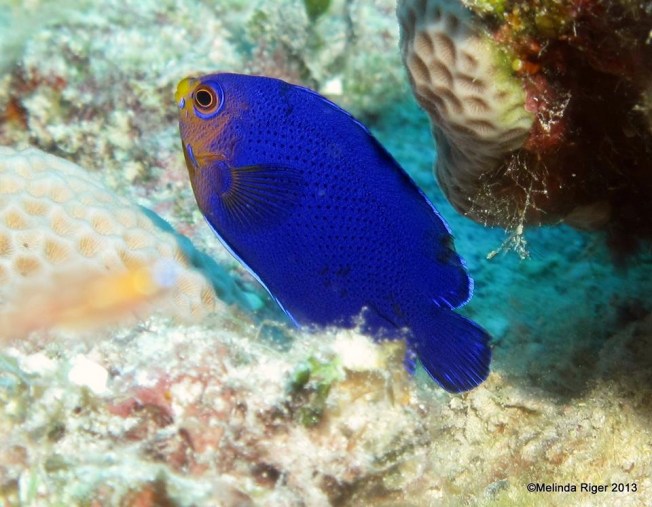 Cherubfish (Pygmy Angelfish) © Melinda Riger @ G B Scuba