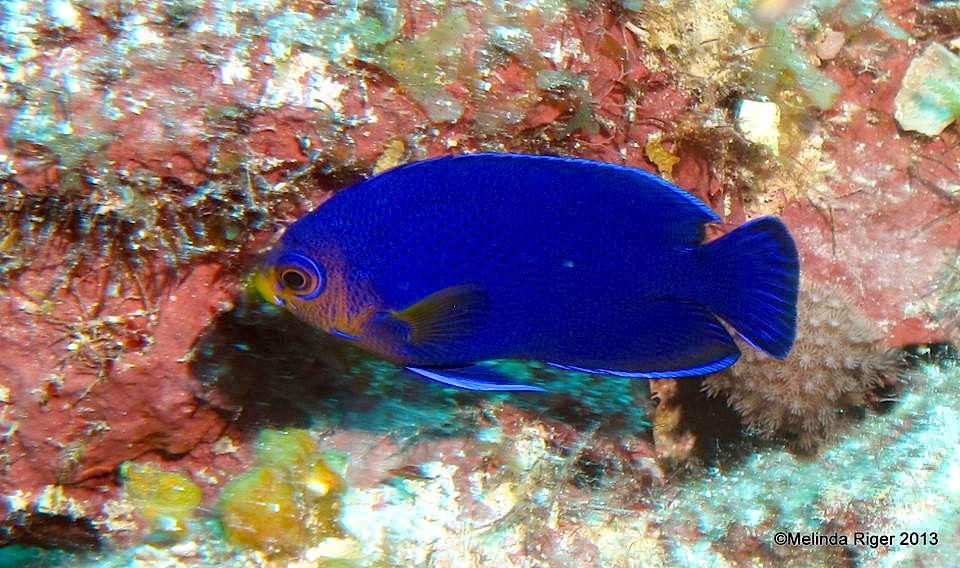 Cherubfish (rare) ©Melinda Riger @ G B Scuba