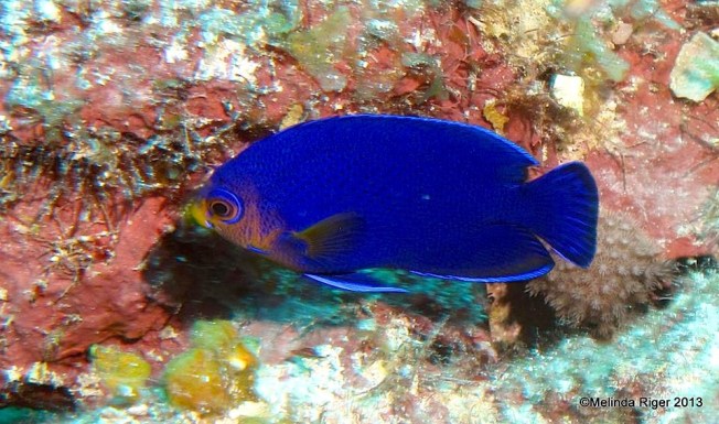 Cherubfish (rare) ©Melinda Riger @ G B Scuba