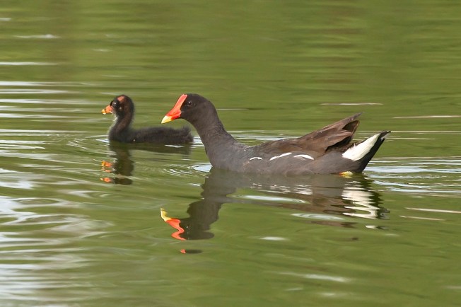 Common Gallinule.Abaco Bahamas.6.13.Tom Sheley