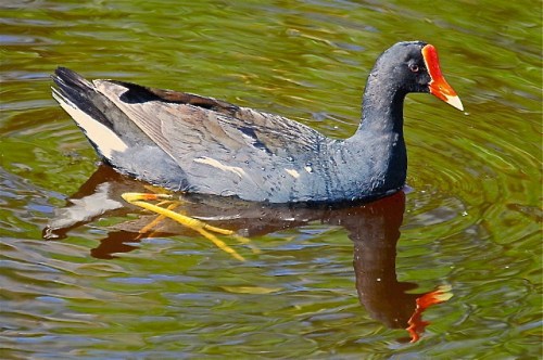 Common Gallinule, Abaco Woody Bracey