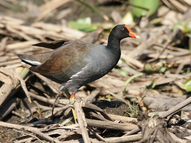 Gallinule © Hans Hillewaert