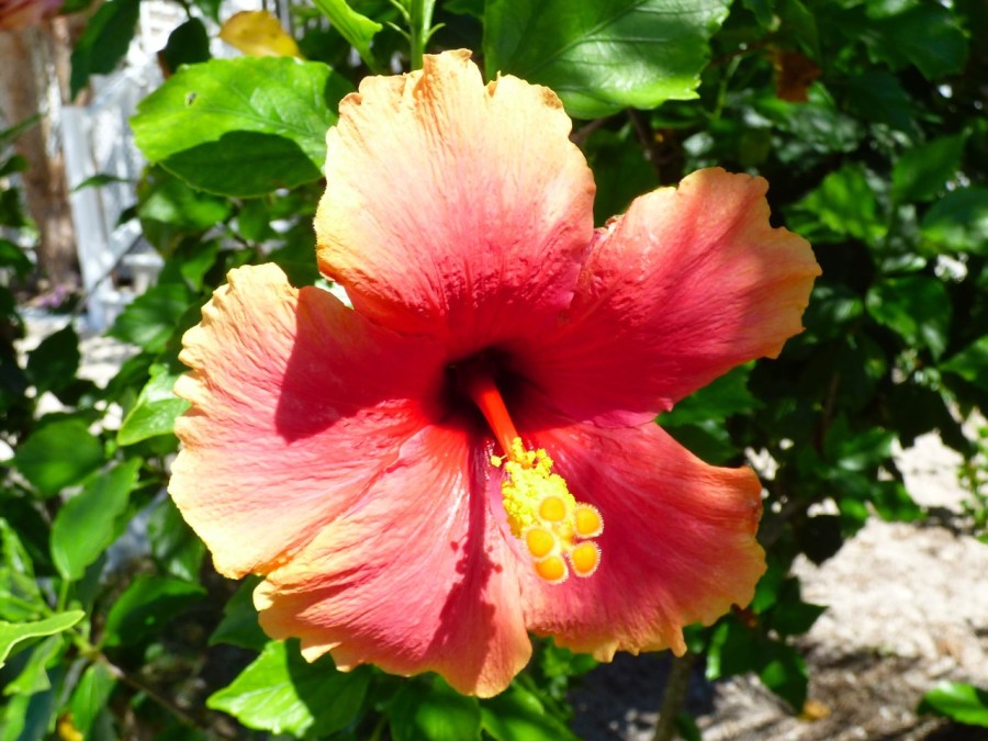 Hibiscus, Delphi, Abaco 10