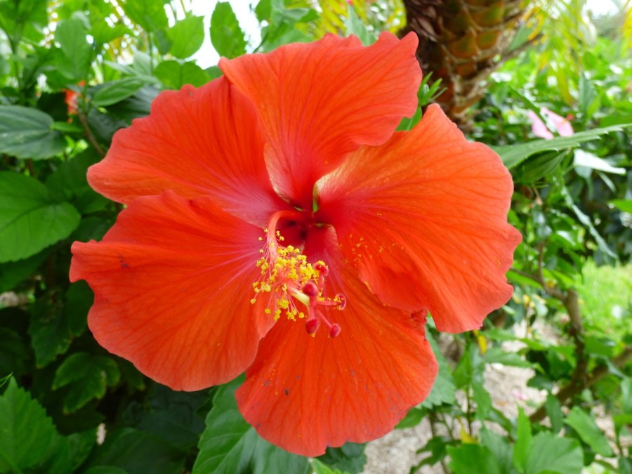 Hibiscus, Delphi, Abaco 4