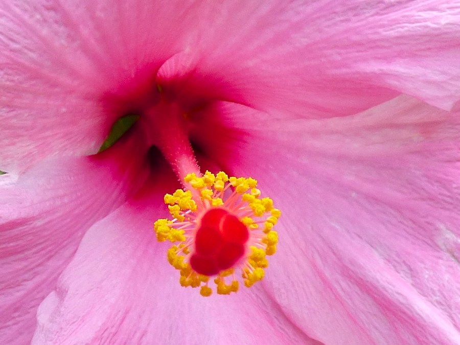 Hibiscus, Delphi, Abaco 6