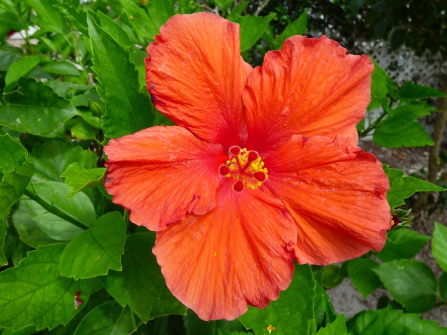 Hibiscus, Delphi, Abaco 7