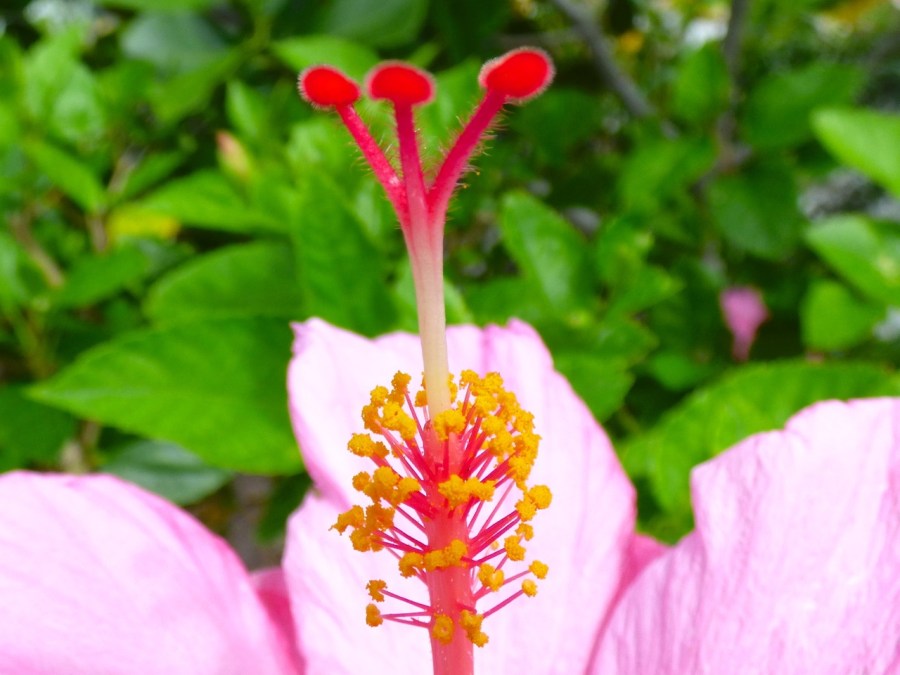 Hibiscus, Delphi, Abaco 8