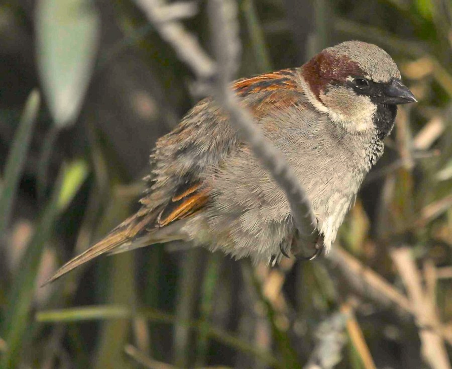 House Sparrow, Abaco - Peter Mantle