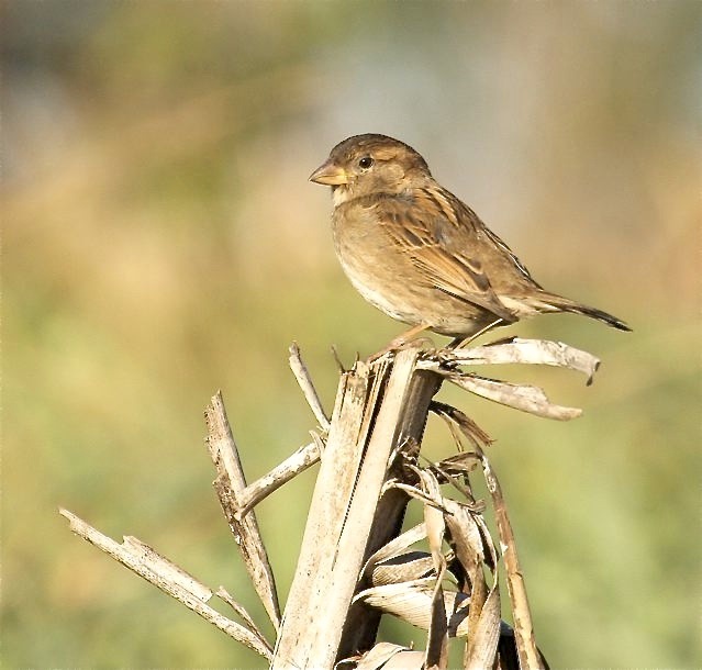 House Sparrow (f), Abaco Bruce Hallett copy