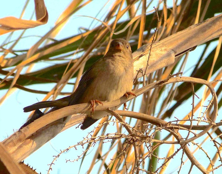 House Sparrow (f), Abaco Keith Salvesen