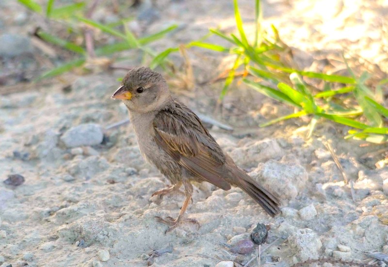 House Sparrow (juv), Abaco (Charles Skinner)