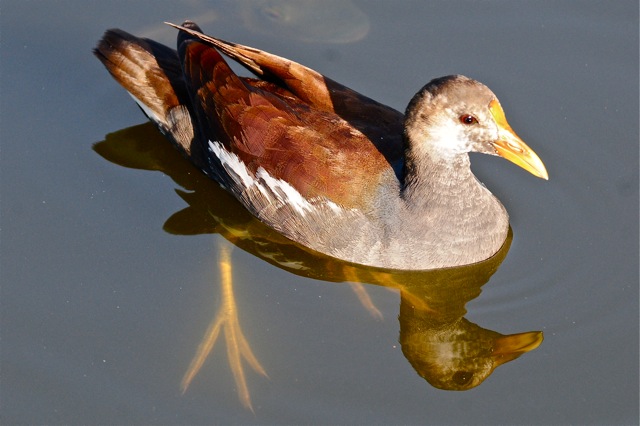 Common Gallinule (Leucistic?) - Tony Hepburn