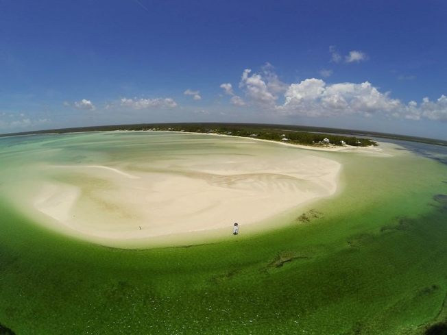 Casuarina, Abaco ©David Rees
