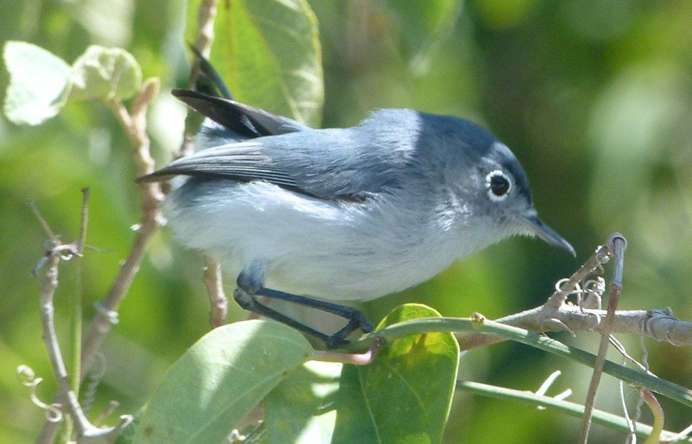 Blue-gray Gnatcatcher, Abaco, Bahamas 1 copy