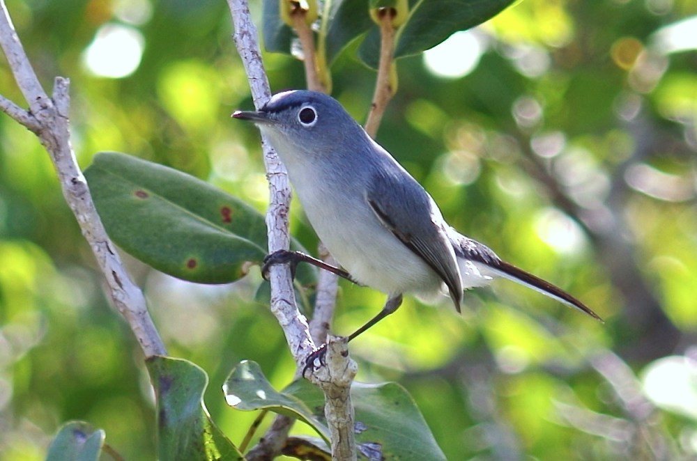 Blue-gray Gnatcatcher, Abaco, Bahamas 1