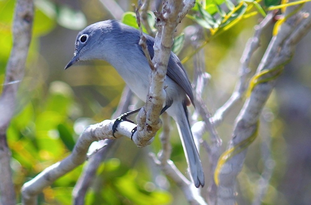 Blue-gray Gnatcatcher, Abaco, Bahamas 2