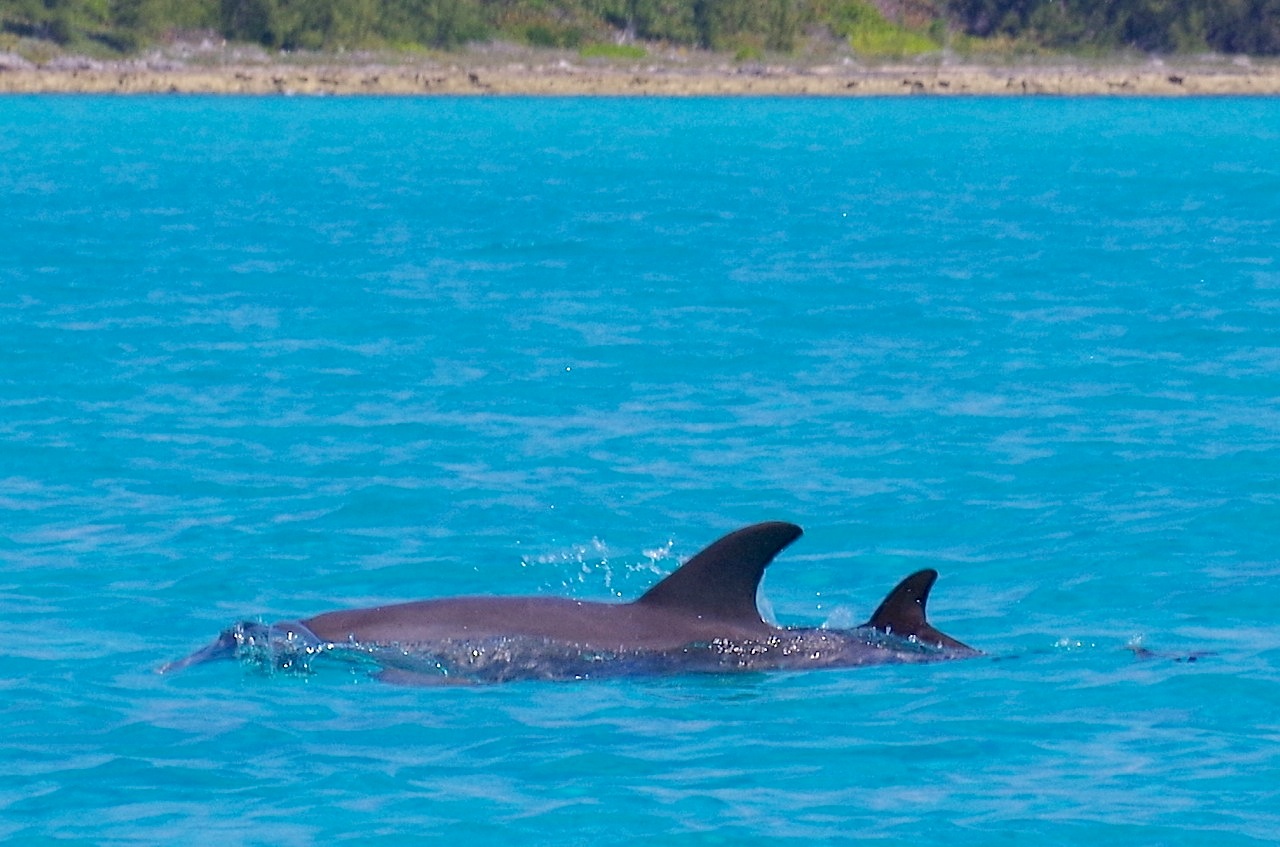 Dolphin Mother & Calf, Sandy Point, Abaco, Bahamas