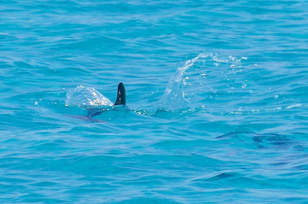 Dolphin Mother & Calf, Sandy Point, Abaco, Bahamas