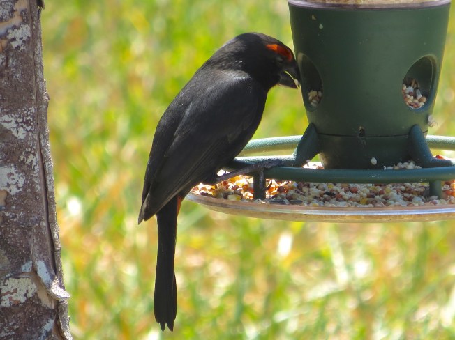 Greater Antillean Bullfinch, Delphi, Abaco
