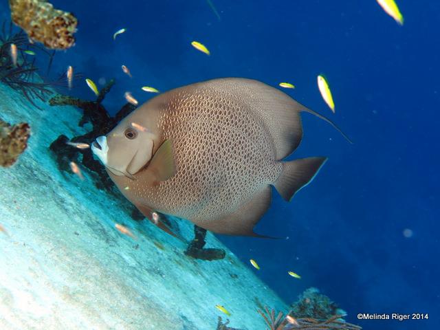 Gray Angelfish ©Melinda Riger @ GB Scuba copy