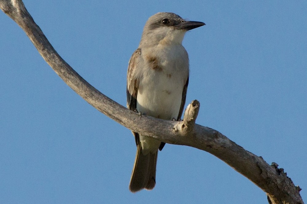 Gray Kingbird, Abaco - Alex Hughes