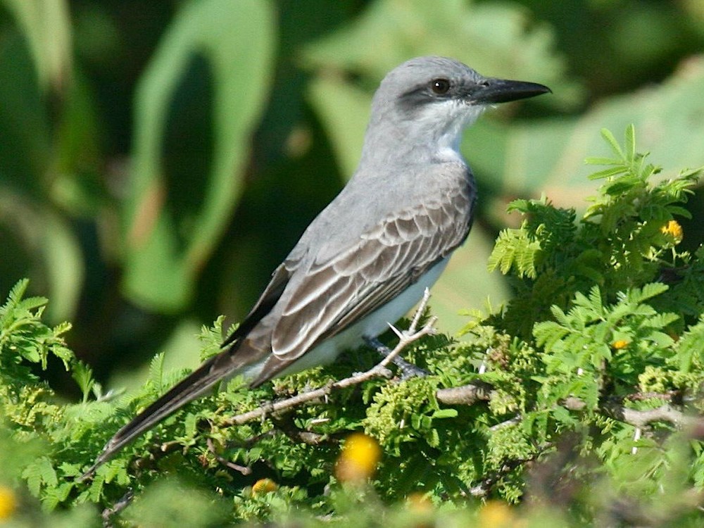 Gray_Kingbird (Dick Daniels Wiki)