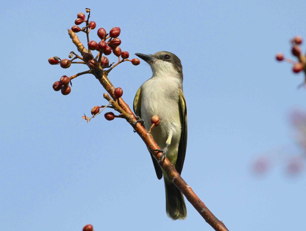 Loggerhead Kingbird, Abaco - Gerlinde Taurer