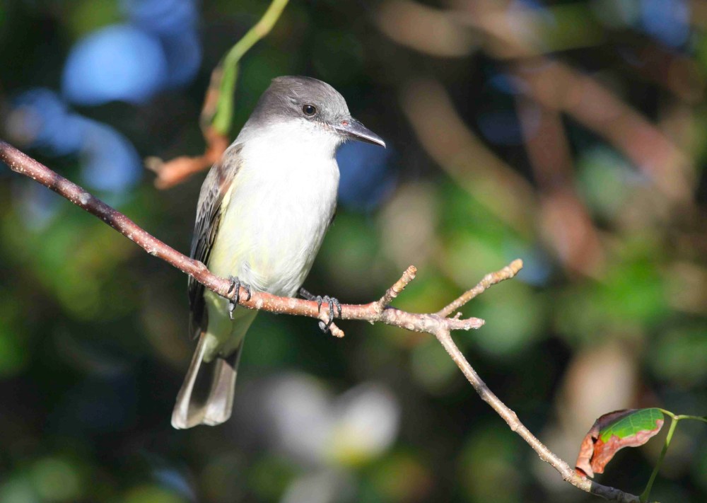 Loggerhead Kingbird Abaco - Peter Mantle