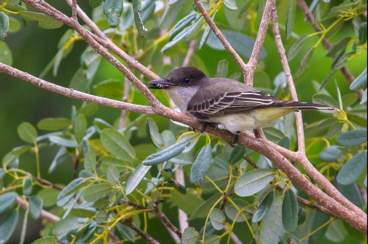 Loggerhead Kingbird, Abaco - Tom Reed