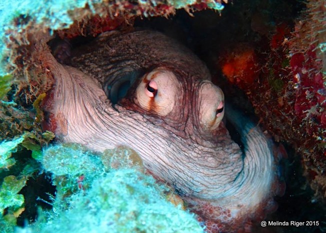 Octopus 1:15 ©Melinda Riger @ G B Scuba