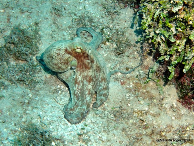 Octopus 4