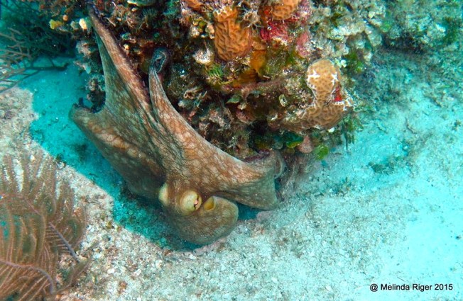 Octopus ©Melinda Riger @G B Scuba