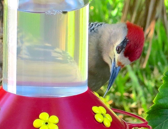 West Indian Woodpecker (male) at Hummer Feeder, Delphi, Abaco