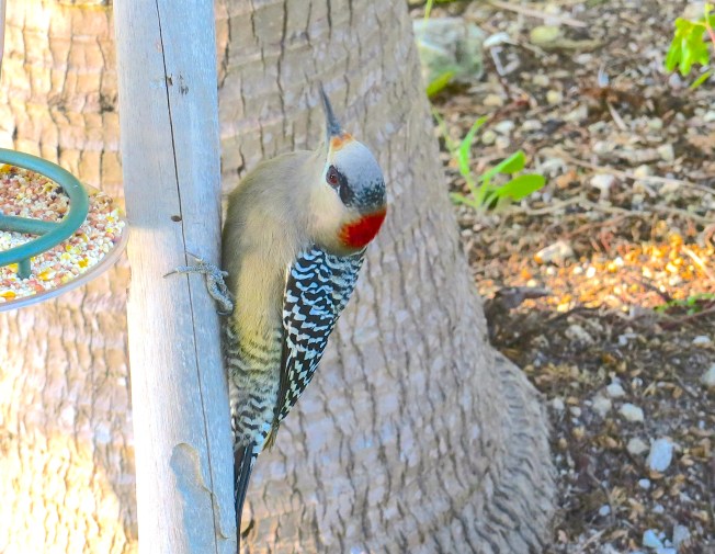 West Indian Woodpecker (female) at Hummer Feeder, Delphi, Abaco