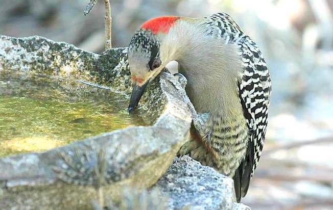 11060458_1625338187698549_1989610138388453679_n