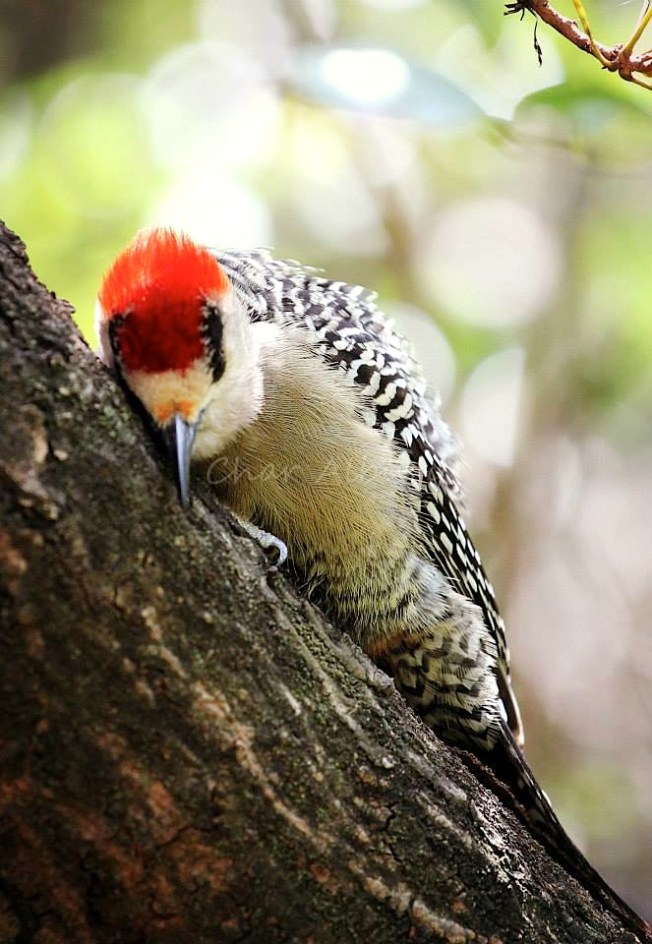 11111962_1625338074365227_2479363145688616600_n