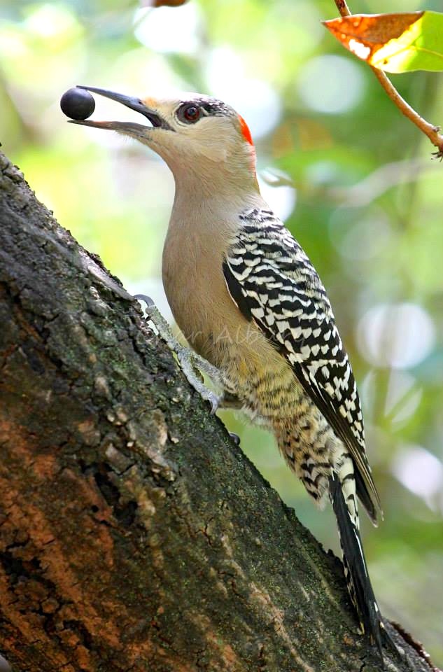 11117259_1625337987698569_7452867222430469765_n