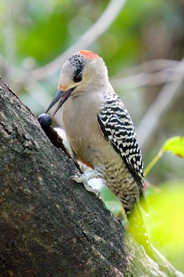 20417_1625338031031898_5316912847301464680_n