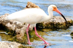 White Ibis, Bahamas (Tony Hepburn)