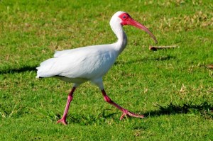 White Ibis, Bahamas (Tony Hepburn)
