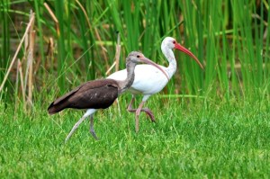 White Ibis (adult & juvenile), Bahamas (Tony Hepburn)