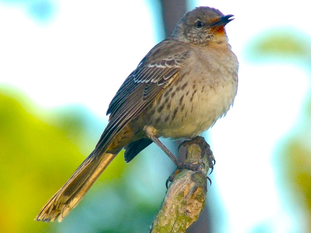 Bahama Mockingbird (variant) Abaco 09